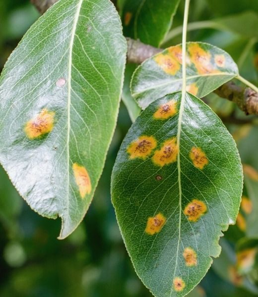 Common Texas Ash Tree Diseases