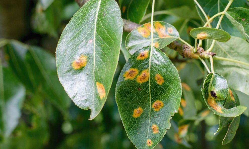 Common Texas Ash Tree Diseases