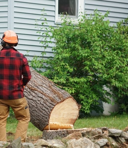 3 Reasons to Hire a Professional Tree Removal Company