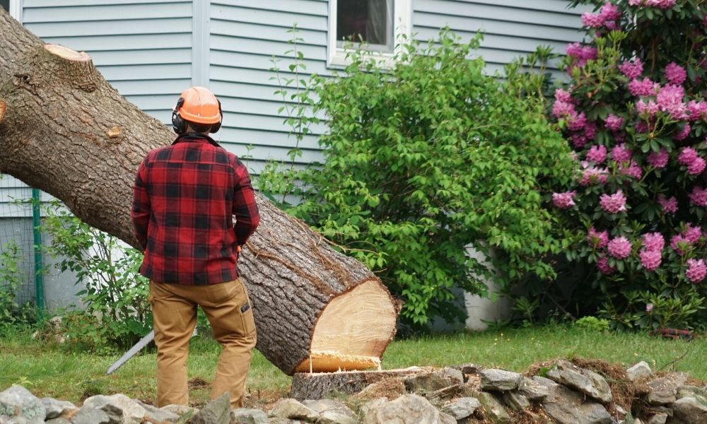 3 Reasons to Hire a Professional Tree Removal Company