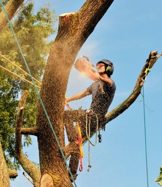 Professional Tree Care: What an Arborist Does