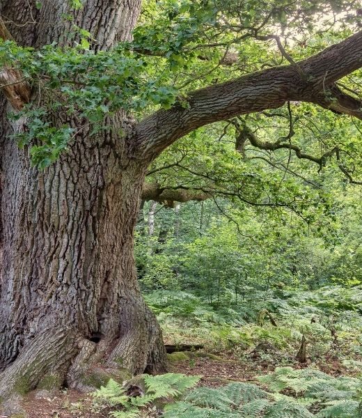 What Kind of Moss Grows on Oak Trees