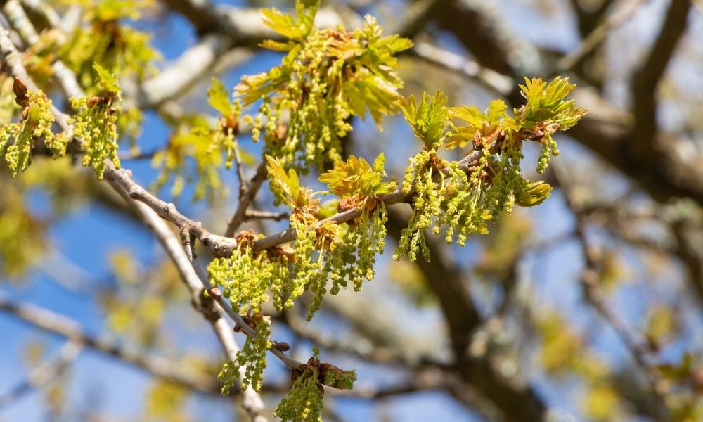 Signs of an Oak Tree Pollen Allergy