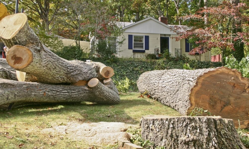 10 Reasons To Remove a Tree From Your Property