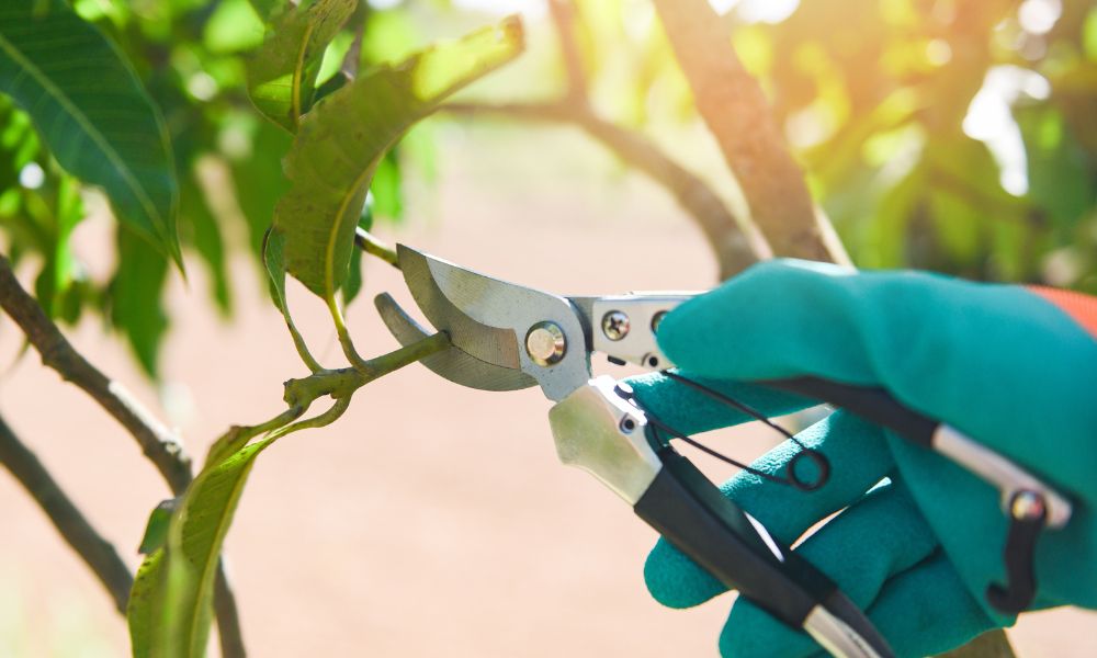 How Much Does It Cost To Have A Large Tree Pruned