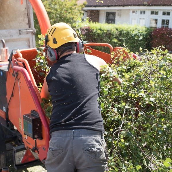 Why It’s Better To Have Tree Removal Done by Professionals
