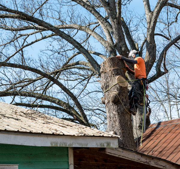 Worker,With,Chainsaw,And,Helmet,Just,Above,Roof,And,Cutting