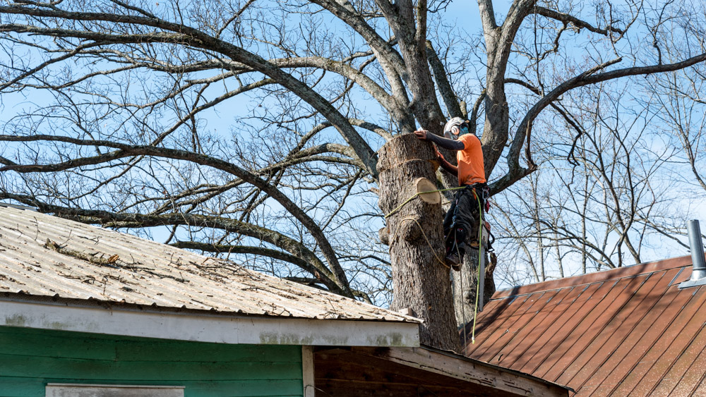 Worker,With,Chainsaw,And,Helmet,Just,Above,Roof,And,Cutting