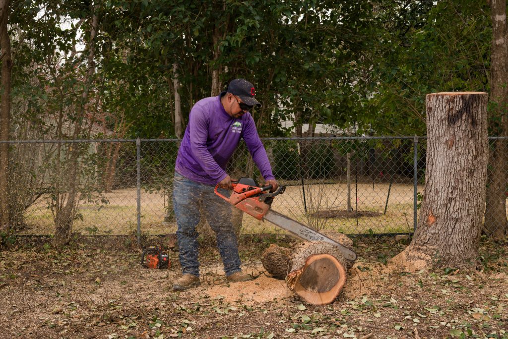 Diagnose Your Tree Problems | Tree Disease Help